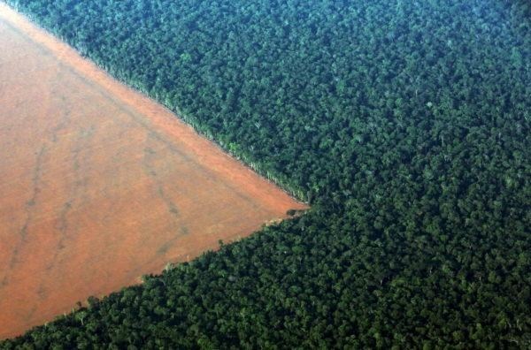 К чему приводит вырубка лесов?